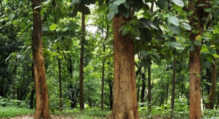 The Tree That Refuses To Be Rushed