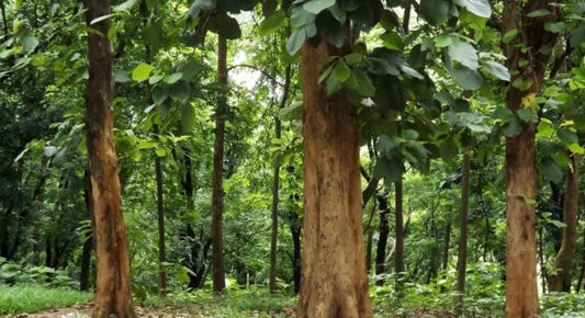 The Tree That Refuses To Be Rushed